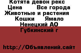 Котята девон рекс › Цена ­ 1 - Все города Животные и растения » Кошки   . Ямало-Ненецкий АО,Губкинский г.